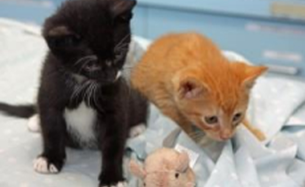 Flea Control Prevention and ProblemSolving Bolton Veterinary Hospital