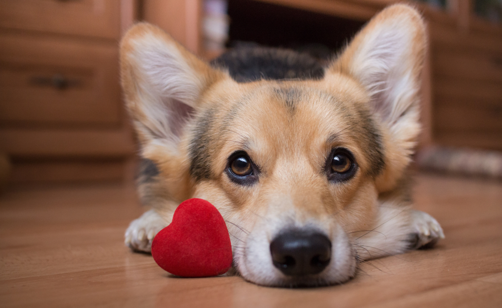 Heart Disease in Pets Prevention, Recognition, and Treatment Bolton