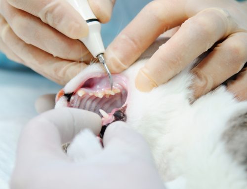 6 Things Pet Owners Should Know About a Professional Veterinary Dental Cleaning