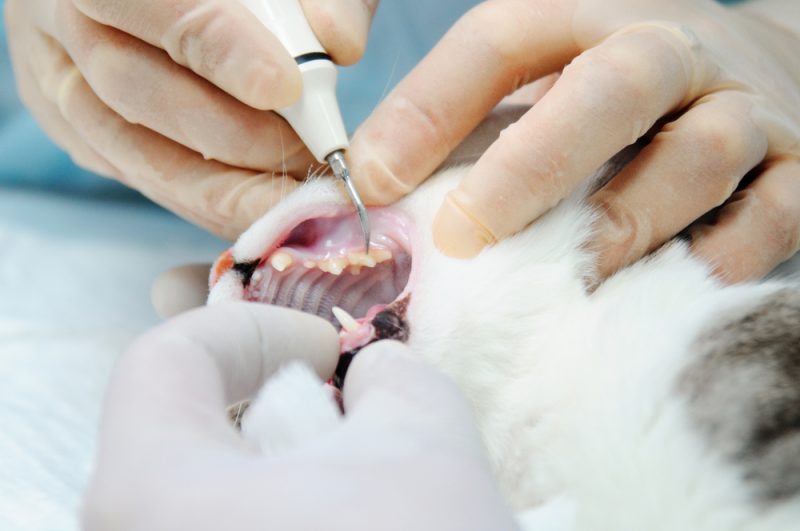 6 Things Pet Owners Should Know About a Professional Veterinary Dental