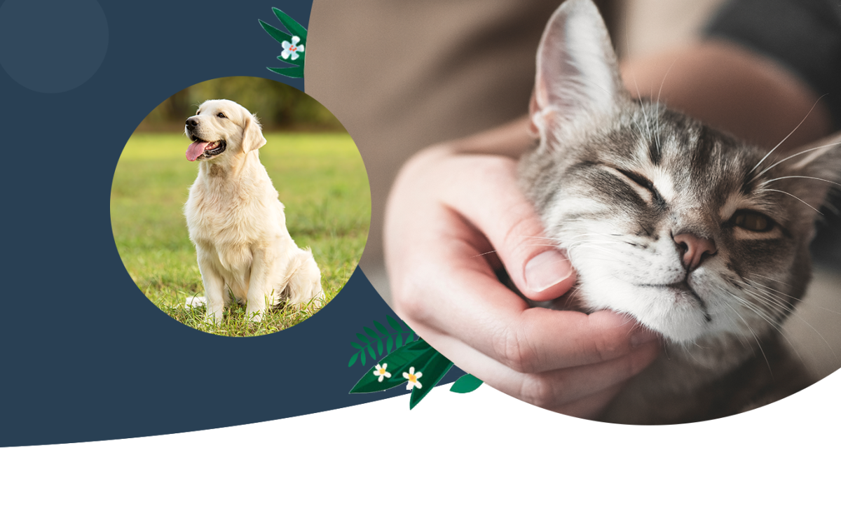 Careers Mockup Vet in Bolton Bolton Veterinary Hospital